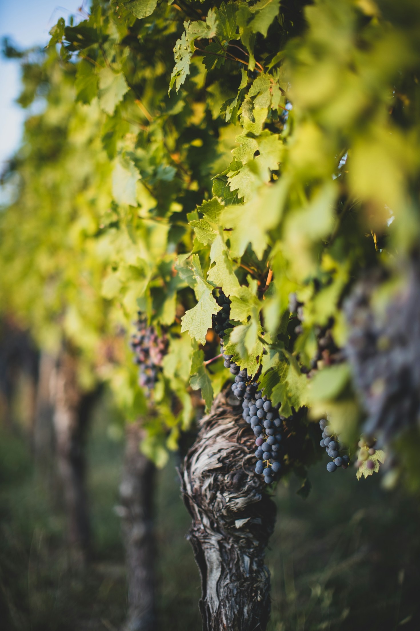 Cómo maridar vinos con platos gourmet